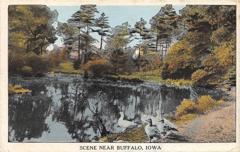 Buffalo Iowa~Ducks on Edge of Pond~1933 Postcard