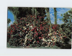 Postcard Tropical Flowers Bid You Welcome To Florida