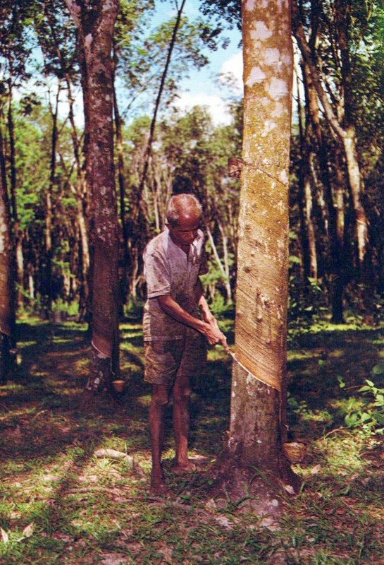 VINTAGE CONTINENTAL SIZE POSTCARD A RUBBER TAPPER MALAYSIA