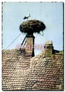 Postcard Modern picturesque Alsace Storks nest in Obernai