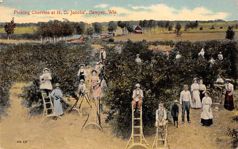 Picking Cherries at NC Jacobs' Sawyer, Wisconsin, USA Fruit Assorted 1914 