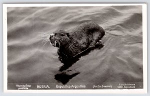 Argentina NUTRIA-Coypu~Paraná River? System~Wildlife by Dr Dennler-Kohlmann RPPC