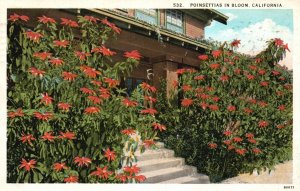 Vintage Postcard 1929 Poinsettias in Bloom California CA Pub. Western Publishing