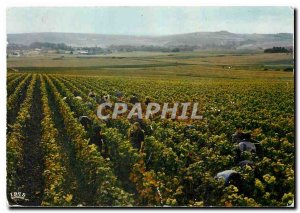 Modern Postcard Harvest in Champagne