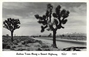 RPPC Joshua Trees Desert Highway Frashers Real Photo P266