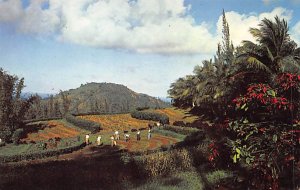 National Forest Nurseries El Yunque Luquillo Puerto Rico Postcard