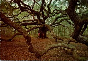 South Carolina John's Island The Angel Oak Tree