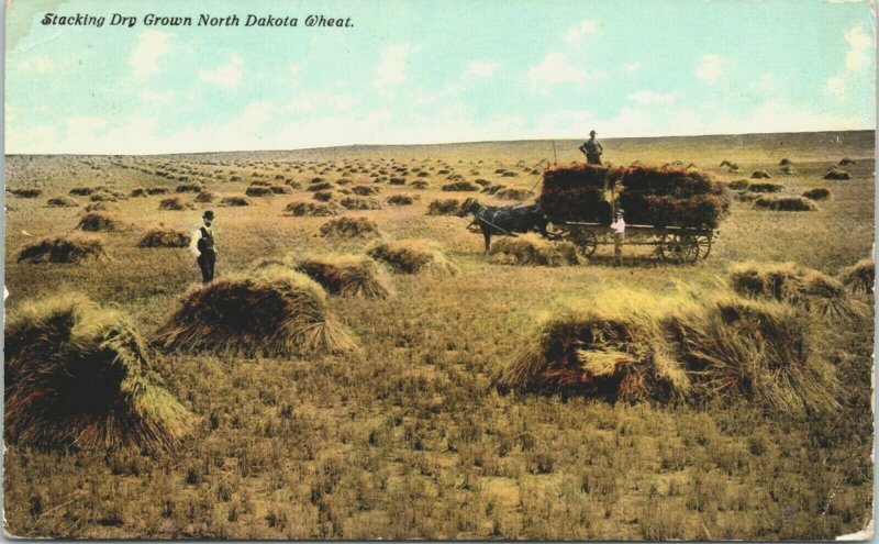 Stacking Dry Grown North Dakota Wheat Wagons Farmers  - A11 