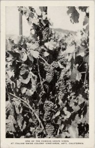 Asti CA Grape Vines Italian Swiss Colony Vineyards c1941 Litho Postcard E91