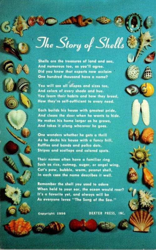 The Story Of Shells