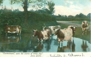 Cows at Water, Tucks 1907 Postcard, Contentment Poem by Beattie