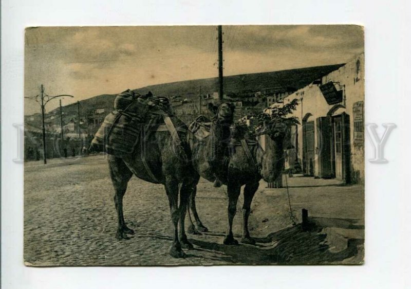 3114638 Azerbaijan BAKU Camels Vintage postcard