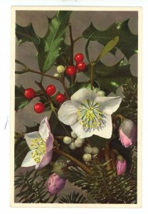 Christmas Rose, Holly & Mistletoe