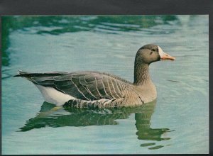 Animals Postcard - Birds - European White Fronted Goose  RR2112