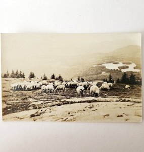 RPPC Utah Lowell Lake 1900-1910s Sheep Farm Londonberry Landscape PCBG7A