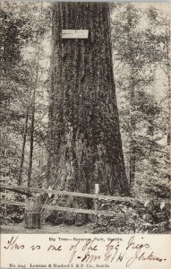 Seattle WA Big Tree Ravenna Park c1906 Lowman & Hanford 2045 Postcard G21