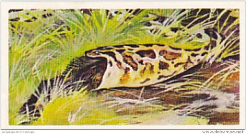 Brooke Bond Vintage Trade Card Wonders Of Wildlife 1976 No 10 Snakes Biggest ...