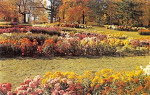 Chrysanthemums, Kingwood Center Mansfield, Ohio OH