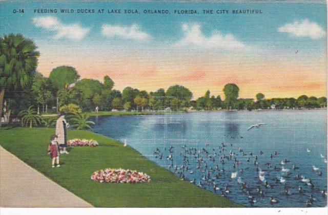 Florida Orlando Feeding Wild Ducks At Lake Eola