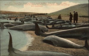 SOUTH WELLFLEET MA Black Fish Driven Ashore BEACHED WHALES WHALING c1910 PC 