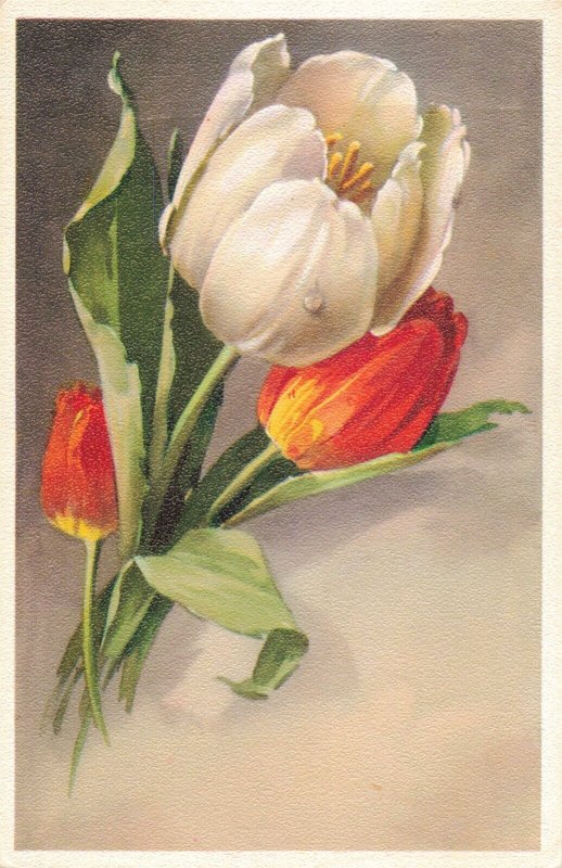 Tulip Flower Hand Colored Postcard 2R4-373 