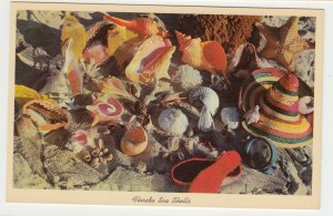 P2680 vintage postcard beautiful colors a hat and florida sea shells