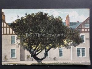 Scotland: Stirling ABERFOYLE The Baile's Tree & Poker - Old Postcard