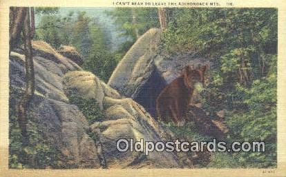 Adirondack Mountains, NY USA Bear Unused light tape mark on back