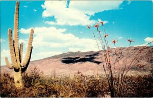 Bizarre Plants Desert Saguaro Giant Cactus Flaming Flowers Petley Postcard Vtg 