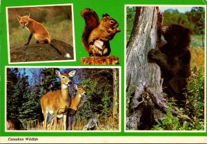 Canadian Wildlife Bear Deer Fox and Squirrel 1973