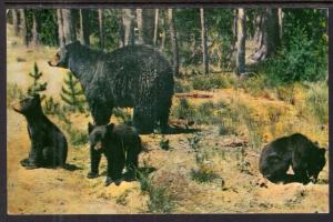 Mother Bear and Cubs BIN