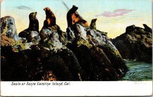 Vtg 1910 Seals at Santa Catalina Island California CA Postcard