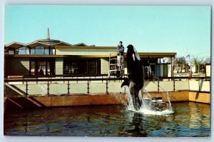 1960 Victoria British Columbia Canada Postcard Sealands Killer Whale Performing