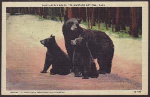 Black Bears,Yellowstone Postcard