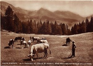 Lot118  valle d aosta alti pascoli al colle di joux cow real photo types italy