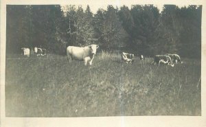 Oregon Eugene 1912 Pasture Farm Agriculture RPPC Photo Postcard 22-2831