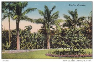 Garden, Tropical Bermuda, 1900-1910s