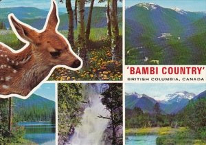 Canada British Columbia Bambi Deer Country Multi VIew