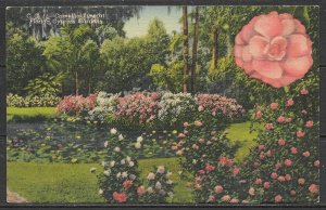 Florida - Camelia Lane At Cypress Gardens - [FL-176]