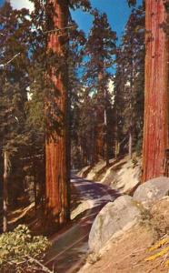 CA - Sequoia National Park, The Sentinels