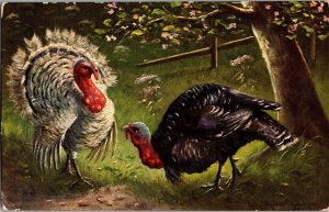 Turkeys in the Forest c1908 Vintage Postcard N76