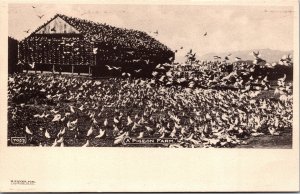 Postcard A Pigeon Farm