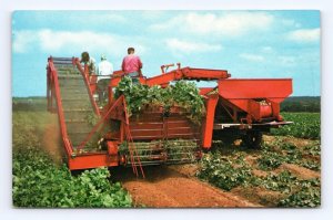 Harvesting Potatoes Covehead Prince Edward Island UNP Chrome Postcard L14