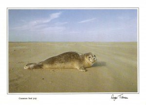 Animals. Common Seal Pup Modern English artistic photo PC. Size 15 x 10 cms.