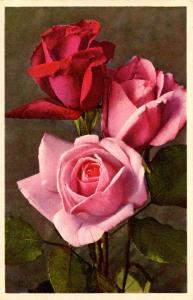 Flowers -   Rose                           (Thor & Gyger #1069)