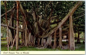 M-47944 Giant Banyan Tree in Florida