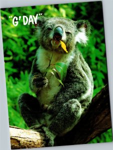 Postcard Austrlian Koala sitting on branch eating a leaf - G'Day