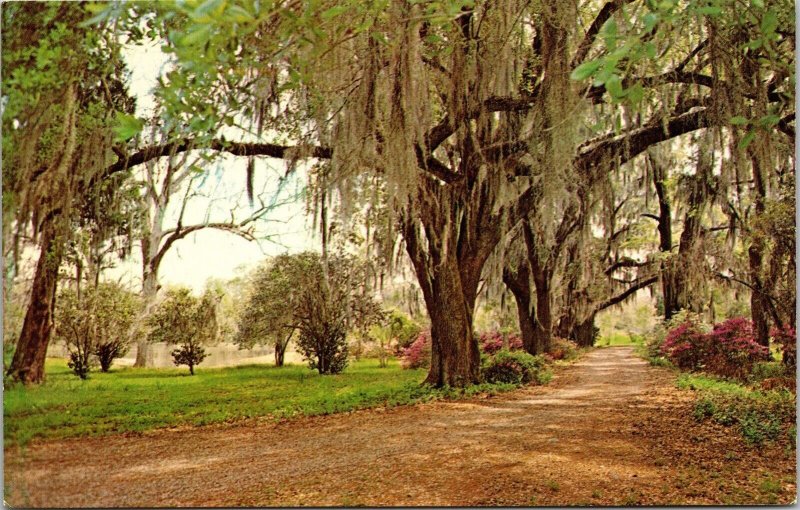 Typical Louisiana Scene Spanish Moss Oak Trees Azaleas Postcard VTG UNP Dexter 