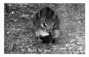 Nuts To You real photo Squirrel Chipmunk Unused 