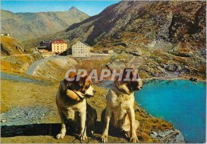 Postcard Modern Valico gran bernardo m s 2476 borders Italian svizzero Dogs